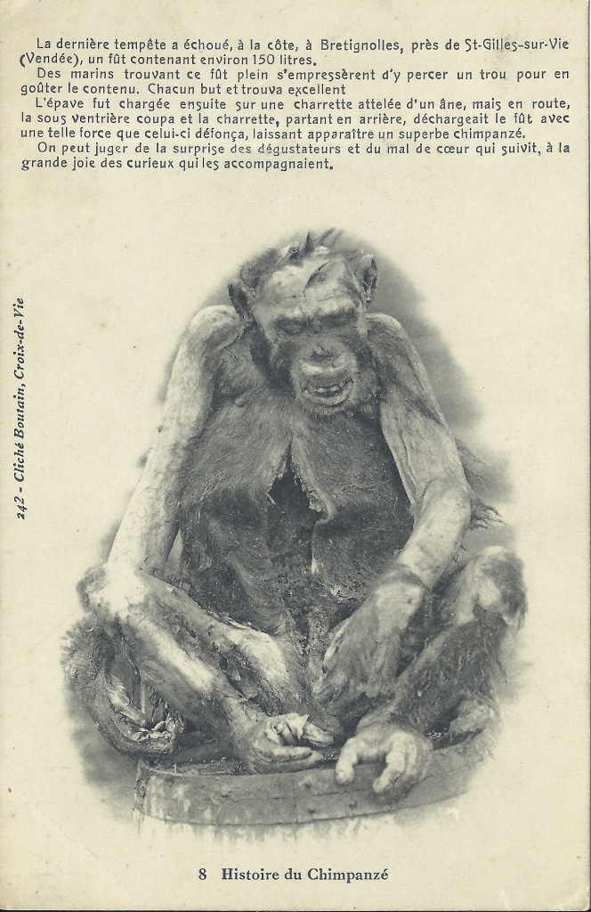 L'histoire du singe, de Sumatra à St-Gilles-sur-Vie.
