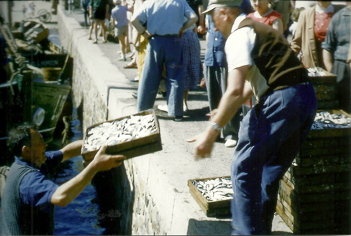 Croix-de-Vie, l'arrivée de la sardine.