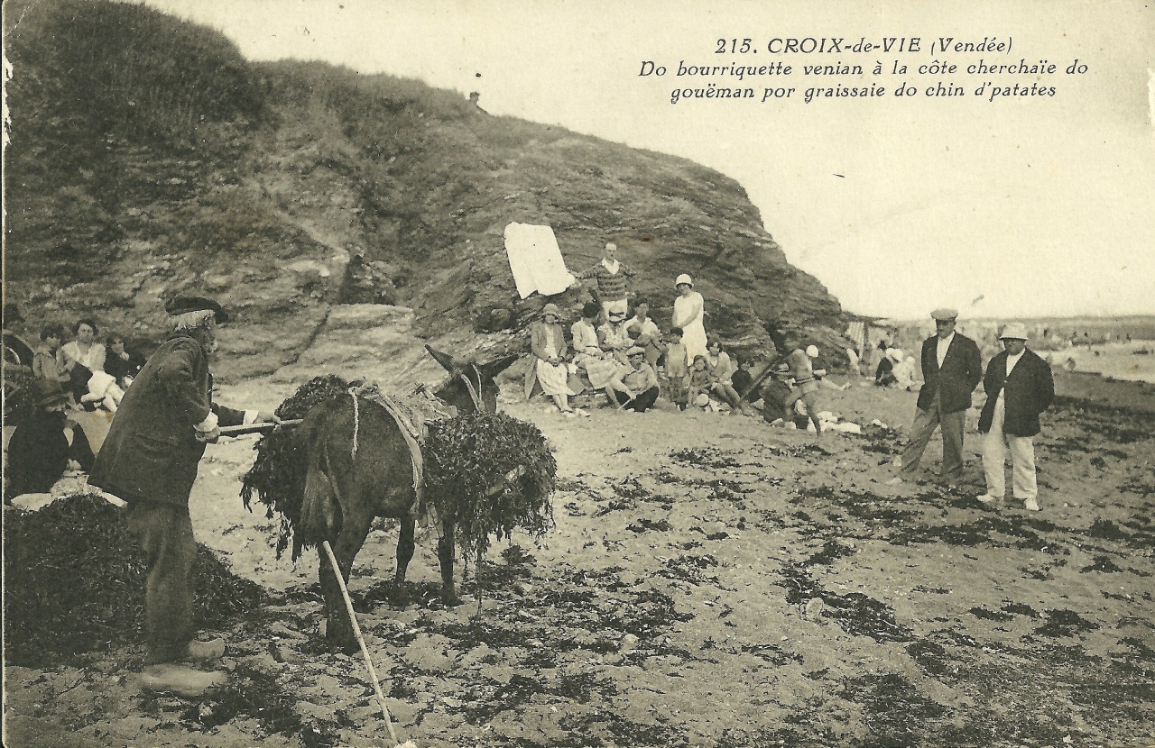 Croix-de-Vie, récolte du goëmon.
