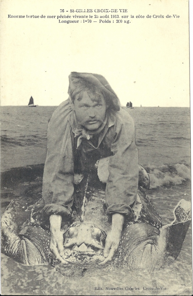 St-Gilles-Croix-de-Vie, énorme tortue de mer pêchée vivante en 1913.