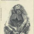 L'histoire du singe, de Sumatra à St-Gilles-sur-Vie.