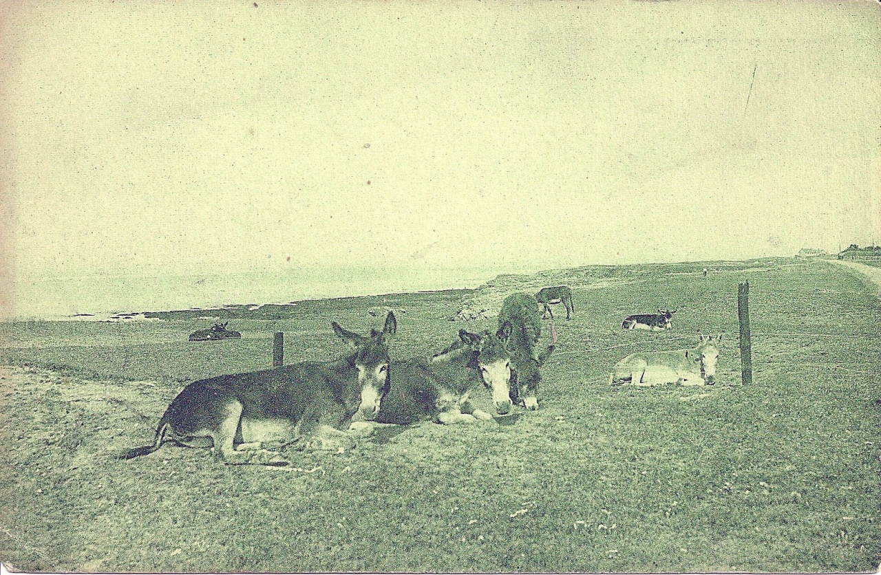 Croix-de-Vie, ânes au pâturage sur la corniche.