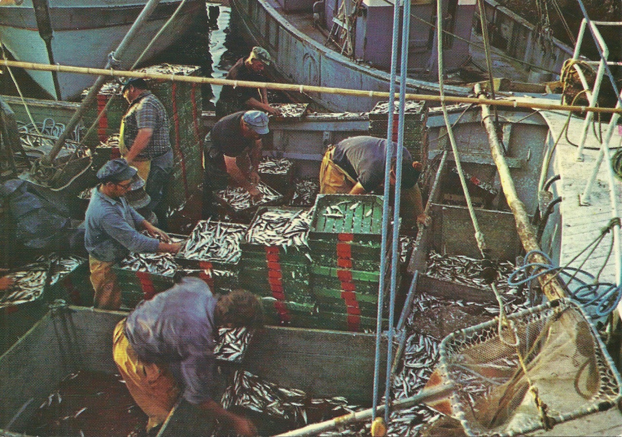 St-Gilles-Croix-de-Vie, débarquement de la sardine.