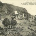 Croix-de-Vie, récolte du goëmon.