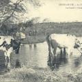Croix-de-Vie, les boeufs à l'abreuvoir.