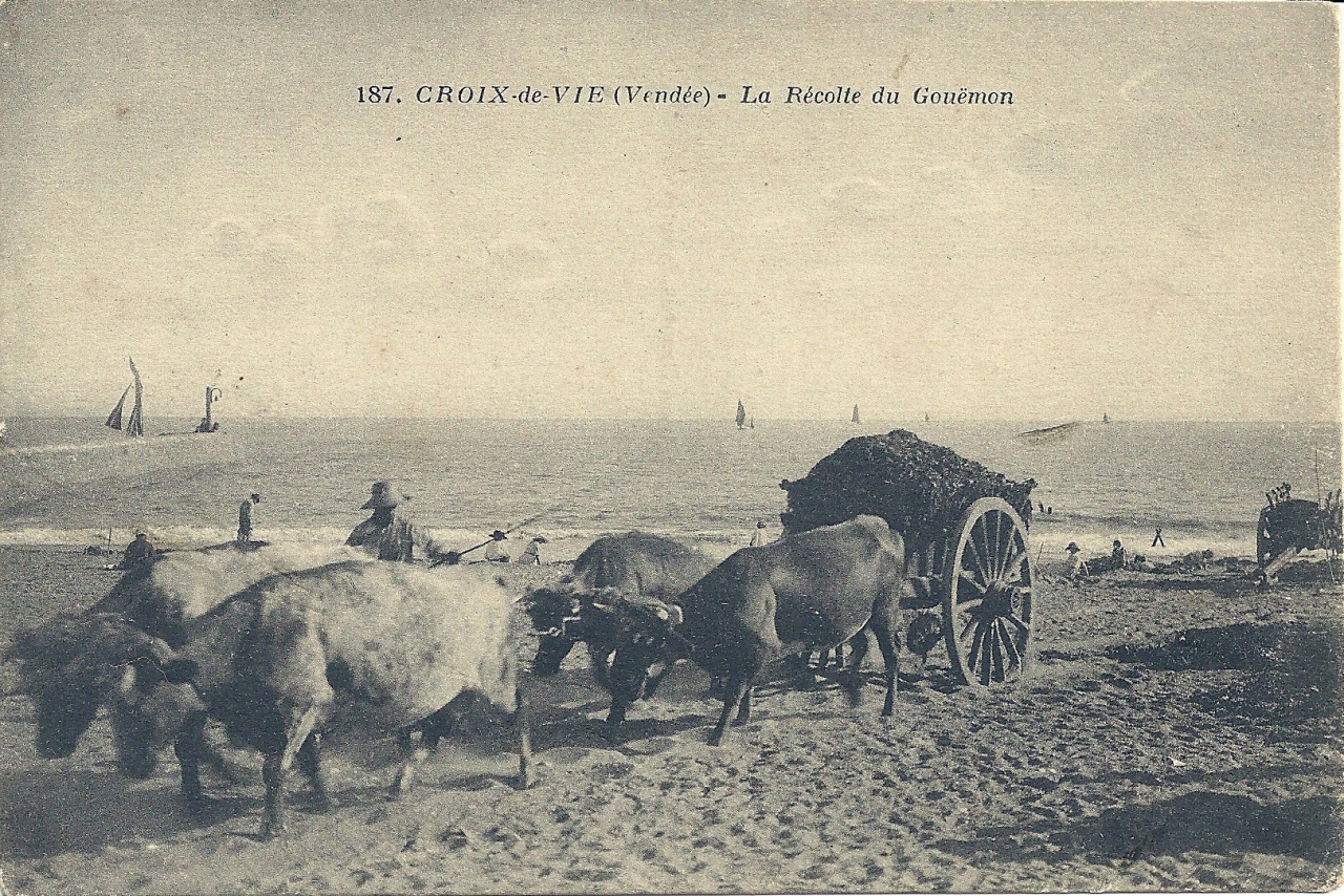 Croix-de-Vie, la récolte du goëmon.