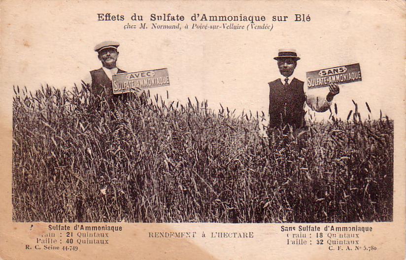 Effets du sulfate d'ammoniaque, Mr Normand à Poiré-sur-Velluire.