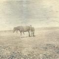 Chevaux dans le marais.