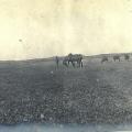 Chevaux dans les dunes.