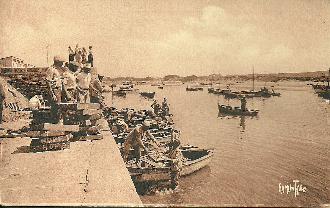 Croix-de-Vie, débarquement des sardines au port.
