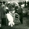 Marché de Croix-de-Vie,.